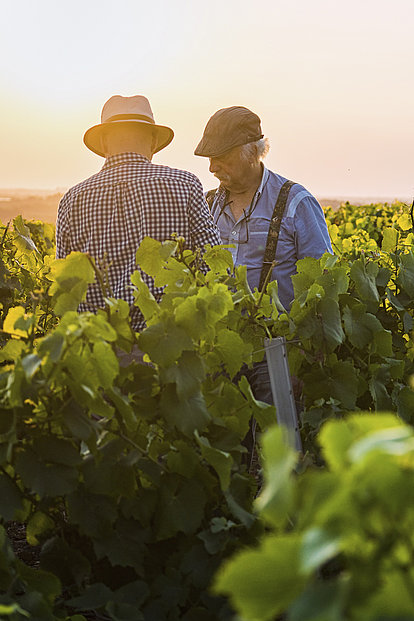 Winzer bei der Arbeit im Weinberg